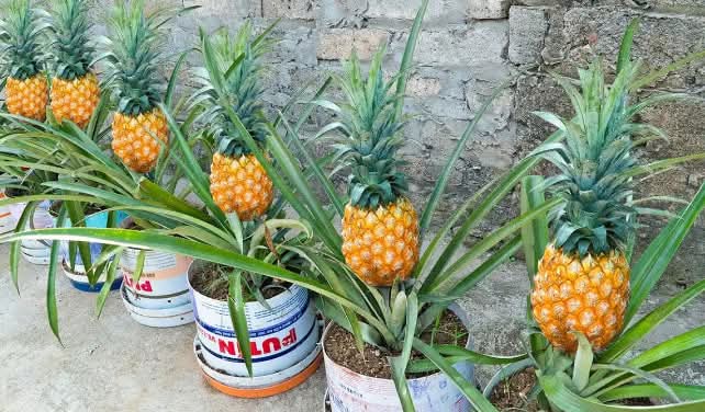 How to grow pineapple from leaves in a pot.