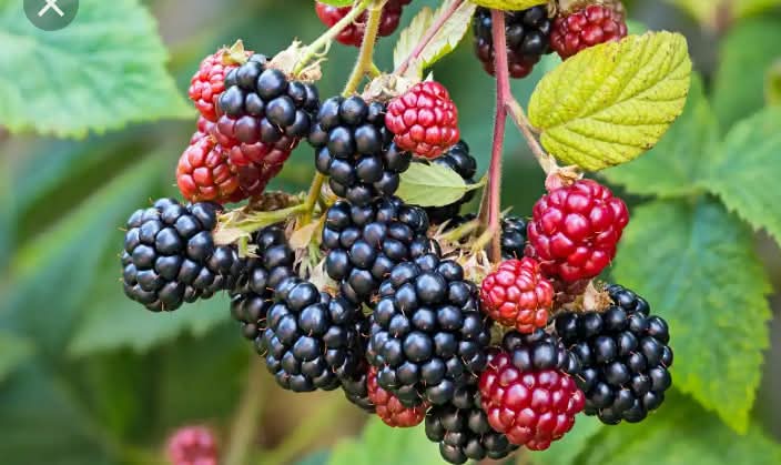 How to grow blackberries at home in pots