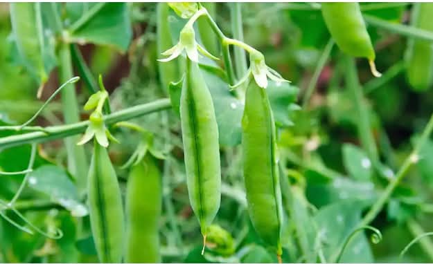 How to Cultivate Peas at Home in Containers for a Bountiful Harvest.