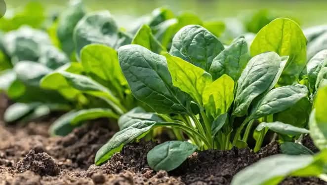 SPINACH FARMING