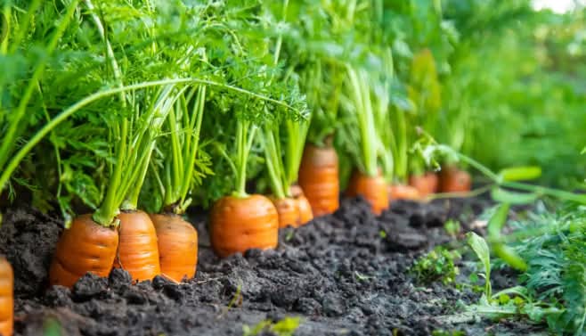 Growing Carrots in Containers
