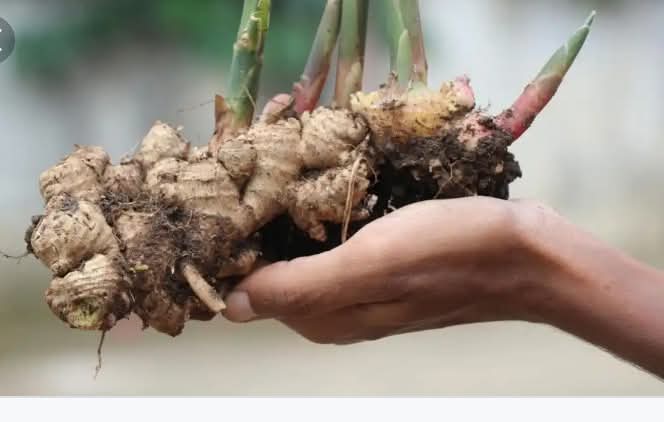 GINGER FARMING