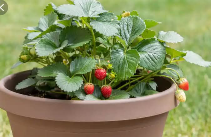Growing strawberries in plastic bottles – Surprising results.