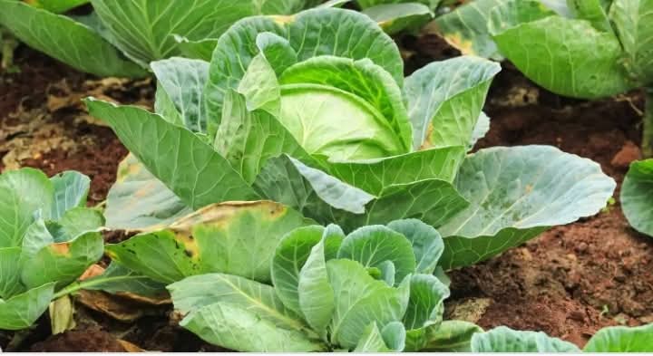 GROWING CABBAGE: Fertilization Program