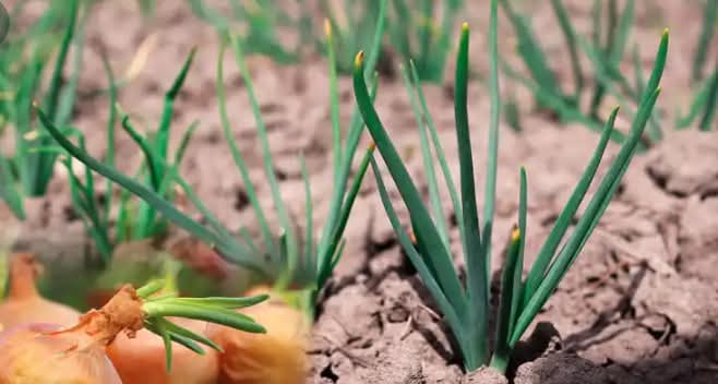 ONIONS FARMING