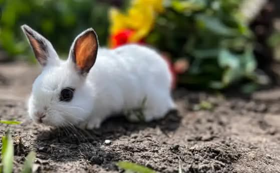 Why to farm Rabbits