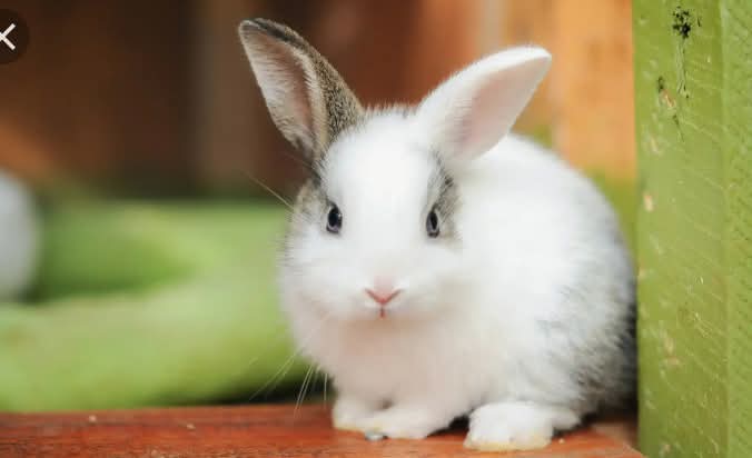 What Rabbits Eat?