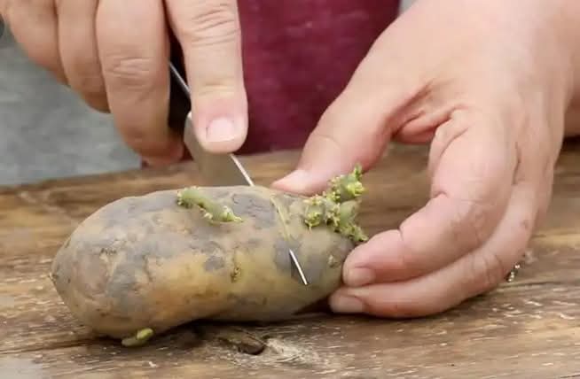Reasons to Cut Potatoes Before Planting