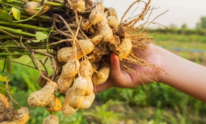 Groundnut production/Farming