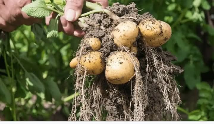 Here’s How To Make Irish Potatoes Seeds