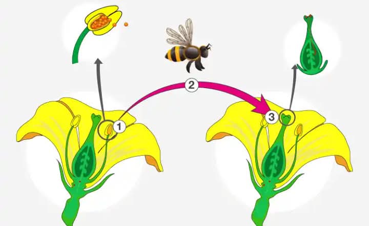 Understanding Basics of Self and Cross-Pollination