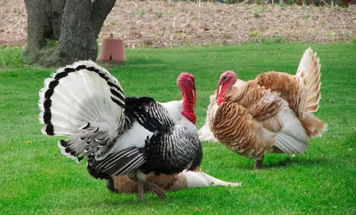 What It Takes To Start A Turkey Farming Business in Nigeria