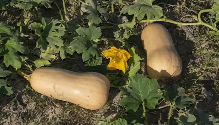 How to Plant butternuts