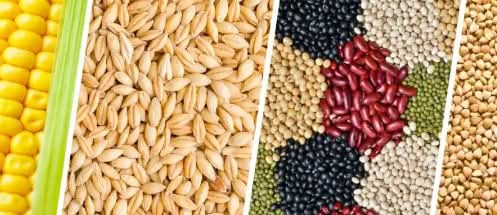 100 Scientific Name of Crops