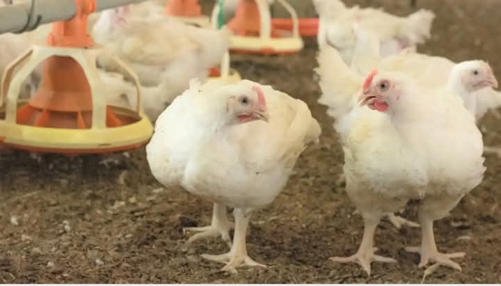 How to make Poultry Feed for old layers