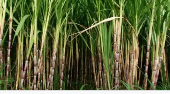 Strategies to Maximize Sugar Cane Farming