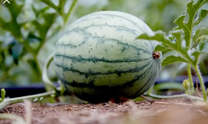 How to grow watermelons in Nigeria