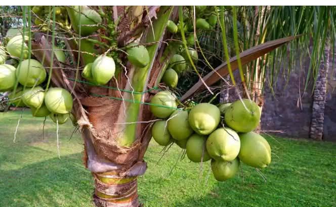 How To Grow Coconut Tree From Coconut Fruit