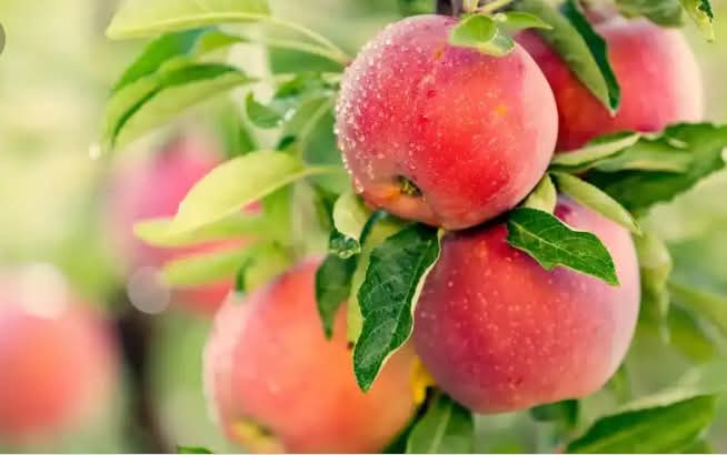 How to Grow an Apple Tree from SEED to FRUIT in 3 YEARS!
