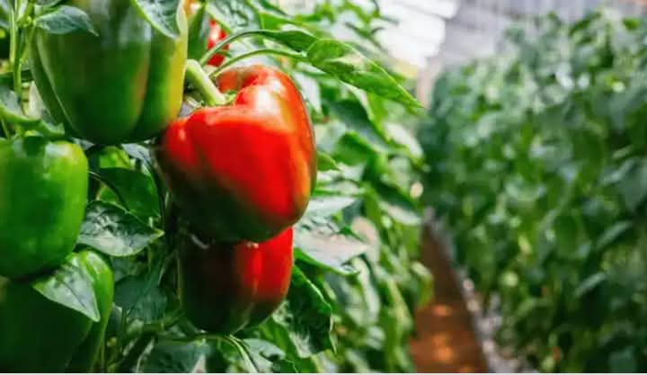 CAPSICUM FARMING IN NIGERIA