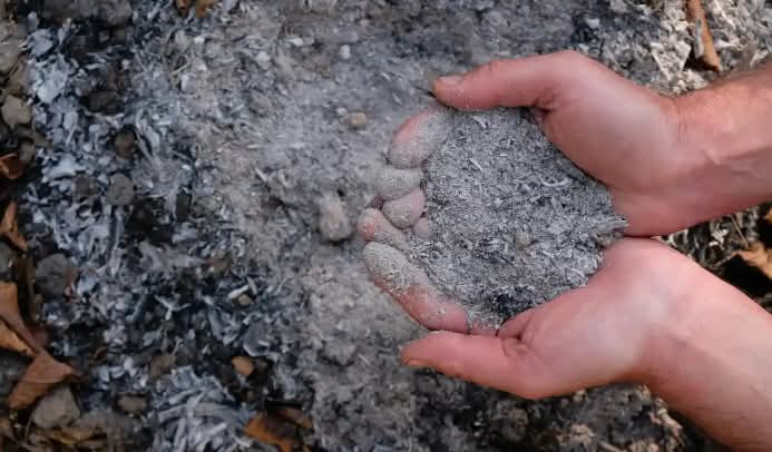 The Use of Ash on Your Plants: Guaranteed Results and Their Impact .