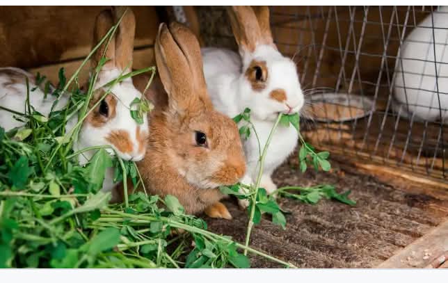 15 Nutritious Leaves and Grasses you can feed your Rabbits
