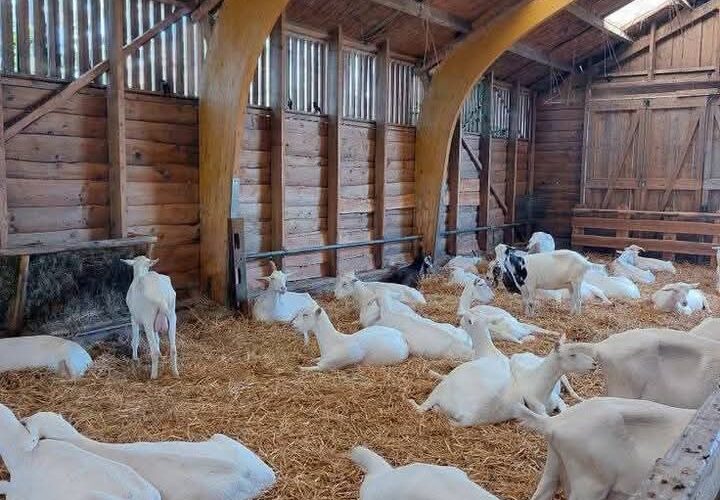 Goat Farming Expert Answers: 11 Common Questions Every Farmer Asks