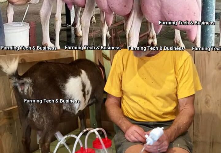 BEST DAIRY GOATS AND THEIR UNIQUENESS