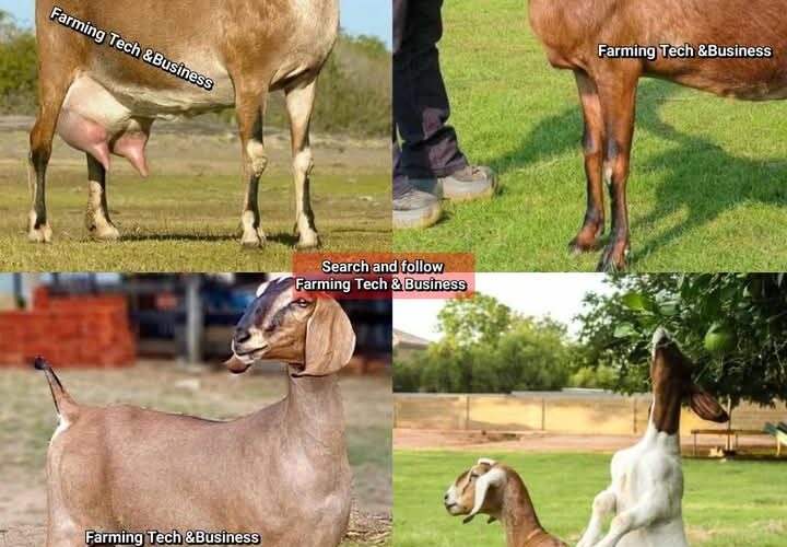 20 COMMON CHALLENGES IN GOAT FARMING AND HOW TO OVERCOME THEM