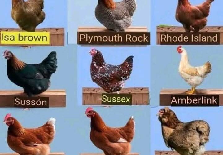 Best Egg Laying Chickens Breeds