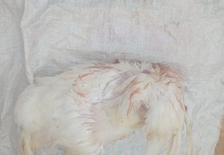 Main Causes of Sudden death in broiler chickens
