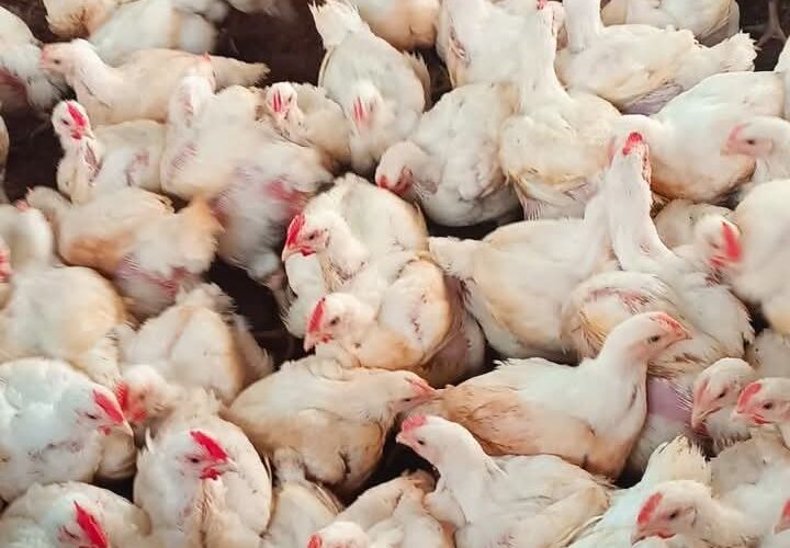 Managing Heat Stress in Broiler Farming: Tips and Strategies
