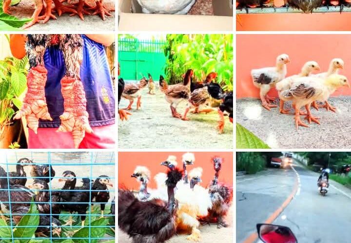 Creating Your Own Job Thru Chicken Farming