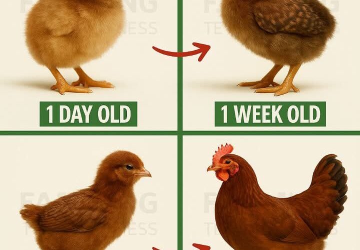 RHODE ISLAND RED