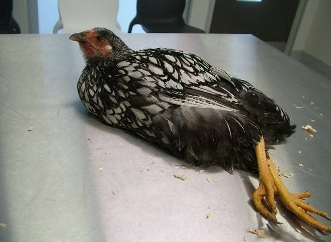Common Chicken Diseases and Their Vaccines