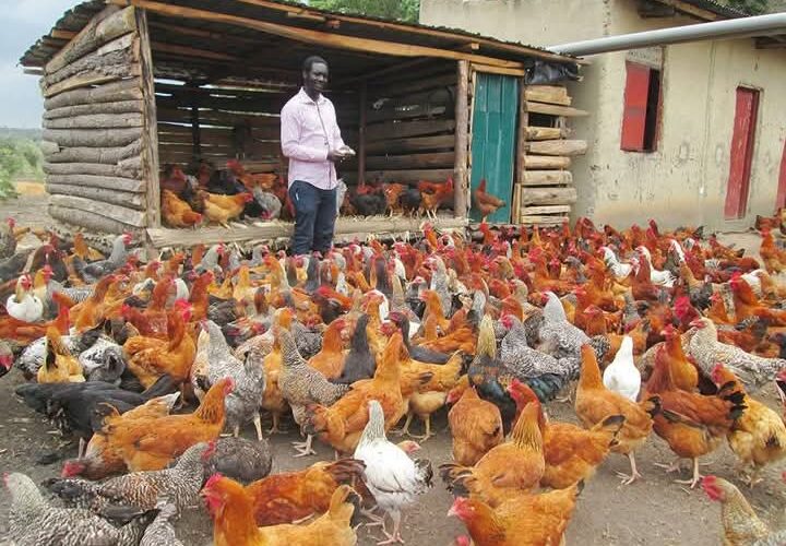 HOW TO HARVEST MONEY FROM LOCAL CHICKEN ( Village Chicken)
