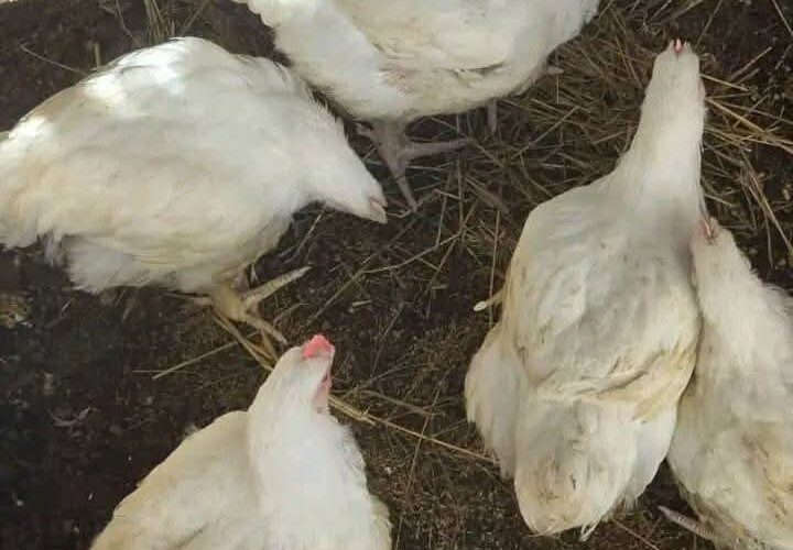 COMMON MISTAKES POULTRY FARMERS MAKE AND HOW TO AVOID THEM.