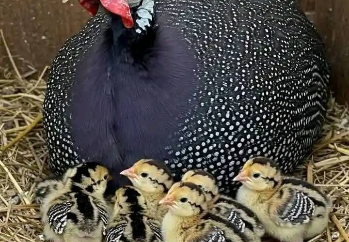 Guinea Fowl Farming 101: A Smart Guide For Beginners 