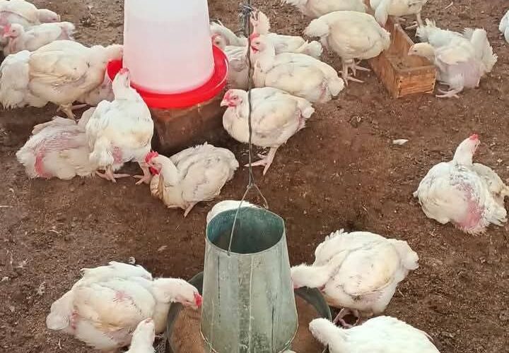 Here’s a day-to-day brooding routine for broilers from day one to 7 weeks