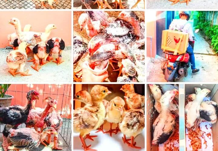 Backyard chicken farming is profitable if you follow these 8 rules