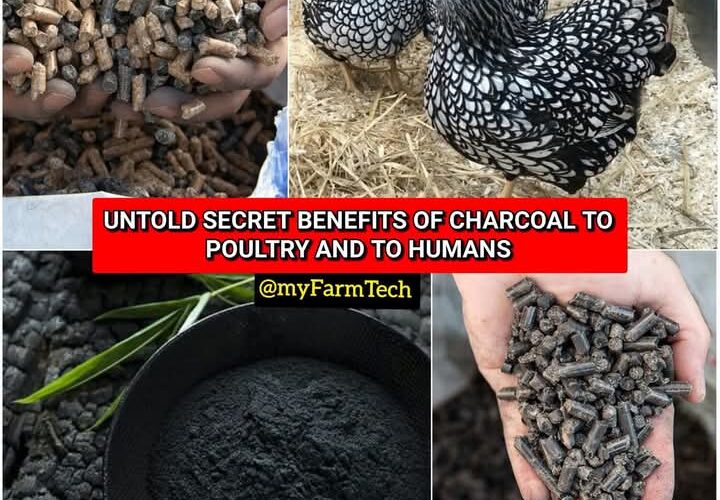 Benefits of Charcoal for Poultry and Humans