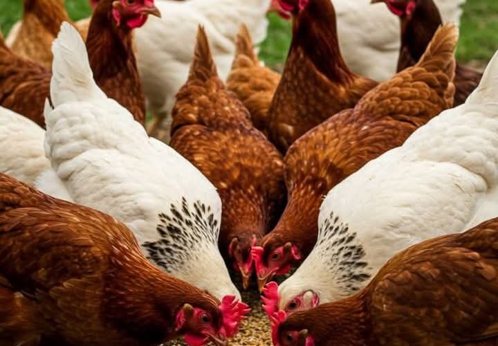 Major Uses of Moringa Plant in Poultry Farming