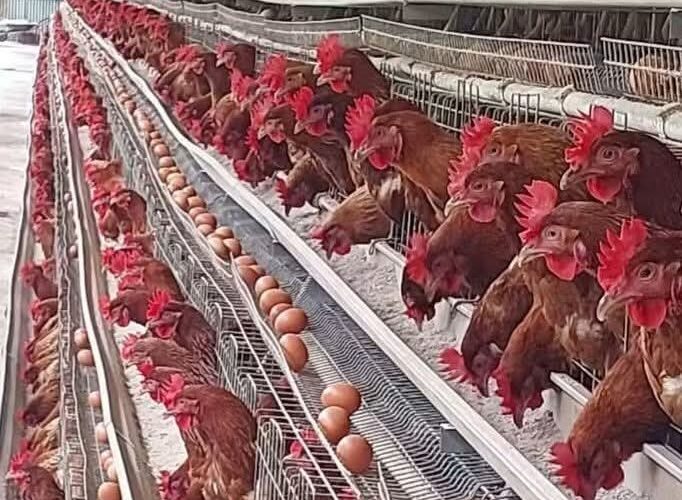 FEEDING TIMETABLE FOR LAYERS CHICKEN