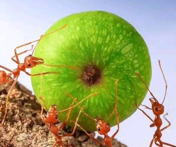 13 FACTS ABOUT ANTS