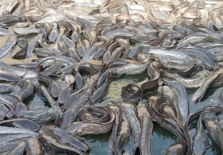 Comprehensive Guidelines for Profitable Catfish Farming