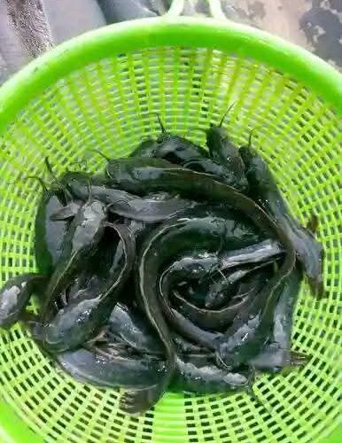 Top Reasons Why Beginner Catfish Farmers Fail