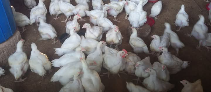 How to make quality poultry feeds at home
