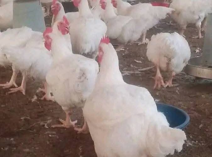 FEEDING OF BROILER CHICKEN