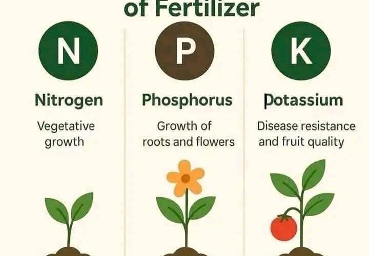 Essential Elements for Plants