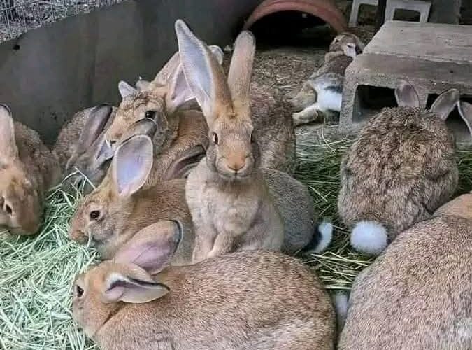 RABBIT FARMING: THE SILENT GOLDMINE IN YOUR BACKYARD
